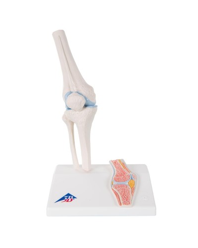 Mini Knee Joint with cross section